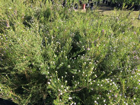 Where's the value in a santa barbara certified arborist? Diosma | Plant pictures, Plants, Pictures