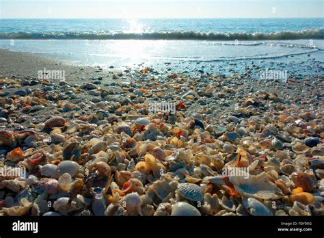 Sea Shells Seashells On Sanibel Beach On Sanibel Island Florida Usa
