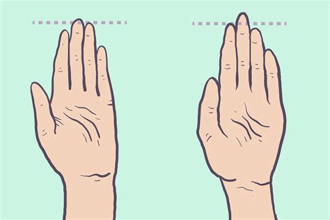 Does Your Finger Length Predict Your Sexuality Omgfacts