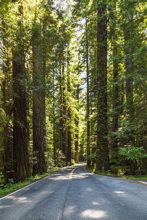 Road Through The Dense Forest With Redwood Trees Stock Photo Image Of