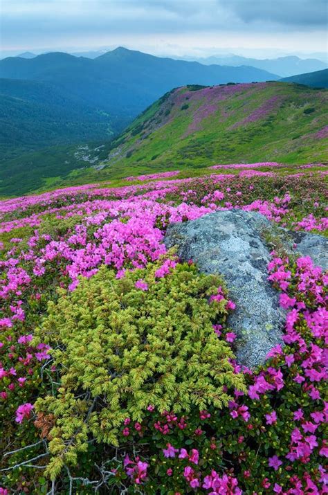 Mountain Flowers Stock Image Image Of Beautiful Pine 51493455
