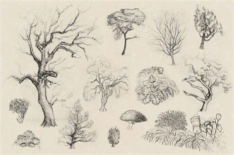 Image Result For How To Draw Realistic Bushes Plant Sketches