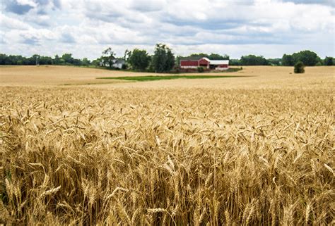 Wheat Midds Smeat Midds Labudde Group