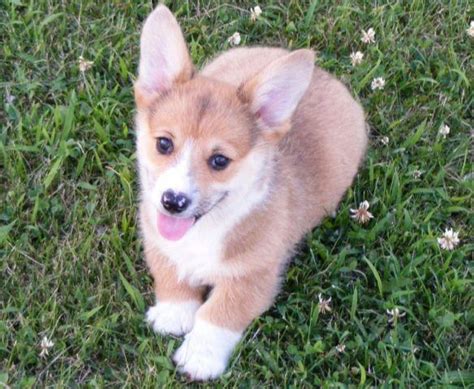 Horses for sale in texas. Pembroke Welsh Corgi Puppies for Sale in Dallas, Texas ...