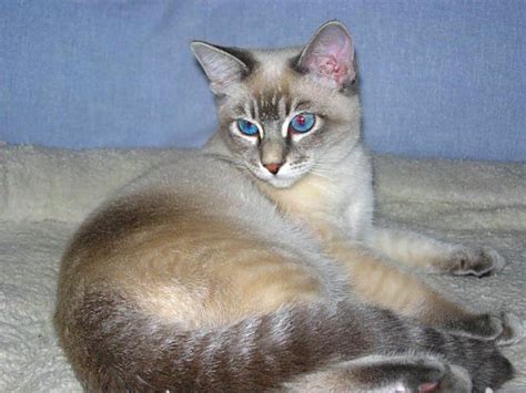 Snow Tiger Siamese Tabby Point Siamese Siamese Cats Blue Point
