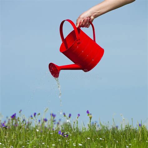 Watering Can With A Flower Stock Image Image Of Simple 2281883