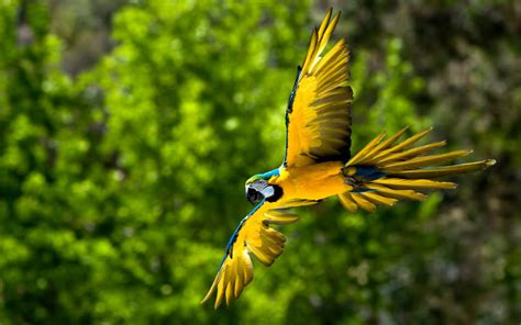 Blue And Gold Macaw Macaws Wallpaper 30728086 Fanpop