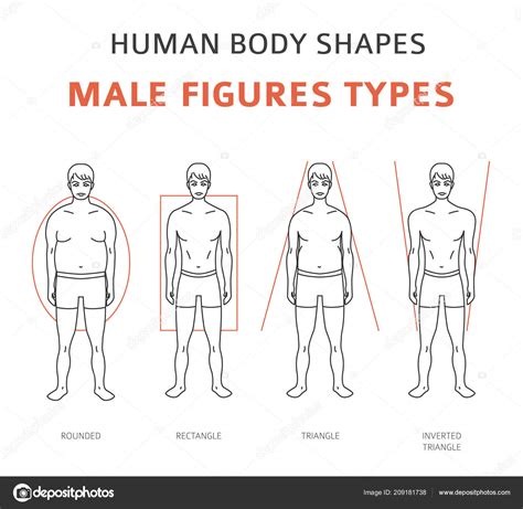 Formas Corpo Humano Figuras Masculinas Tipo Set Ilustração Vetorial