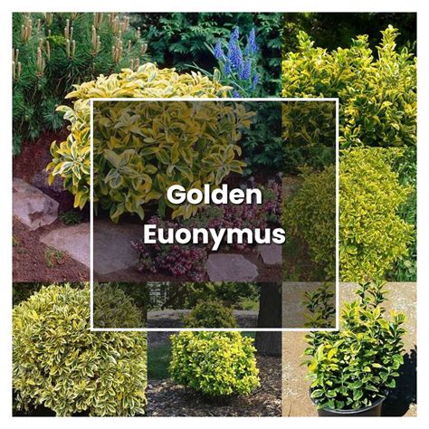 How To Grow Golden Euonymus Plant Care And Tips Norwichgardener