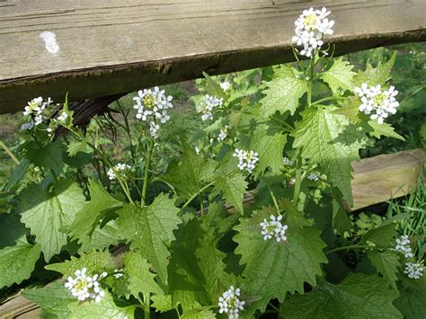 Garlic Mustard By Duncan Coleman