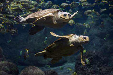 Turtle Reef Habitat Reopens At Seaworld San Diego