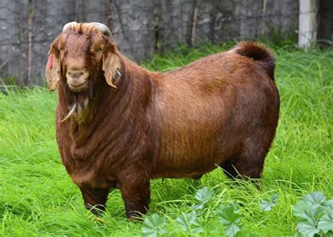 Best Goat Breeds For Meat Pethelpful