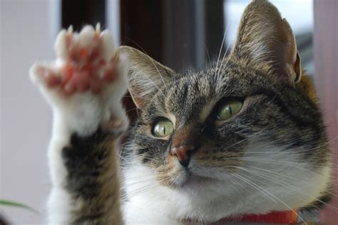 Antibiotics For Cat Scratch Diseasesave Up To 17