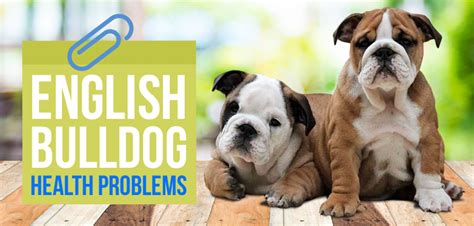 Most Non Unusual Diseases In English Bulldogs Animal Expert
