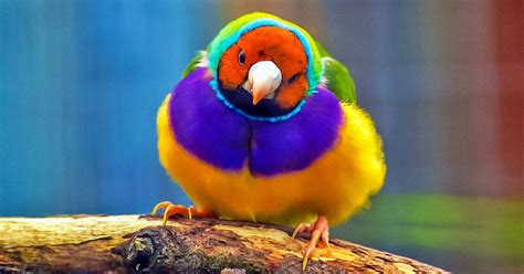 Las 10 Aves Más Coloridas Del Mundo Genial
