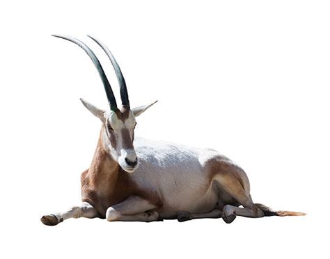 Scimitar Oryx Stock Photos Pictures And Royalty Free Images Istock