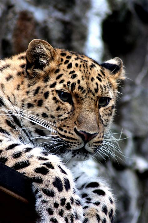 Free Picture Leopard Wild Cat Animal Animal Photography Cat