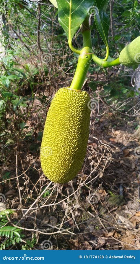Small Jackfruit In Jackfruit Tree Stock Image