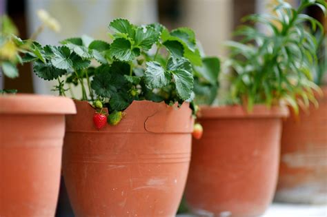 How To Grow Strawberries In Pots Readers Digest