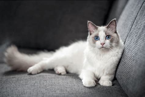 Find Out Everything You Need To Know About Bicolor Ragdoll Cats