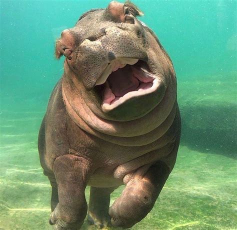 Cute Animals 𓆉 On Instagram “happy Baby Hippo 🦛 •📷 Melwspence