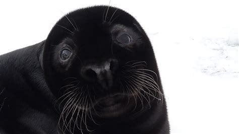 Expedition Cornwall Rare Black Seal Pup