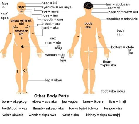 Human body parts learning vocabulary using pictures. girls body parts name | Diabetes Inc.