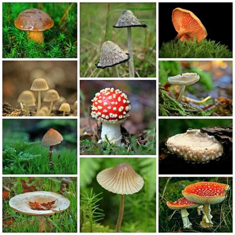 How To Identify Mushrooms Mushroom Huntress Stuffed Mushrooms