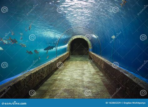 Fish Tunnel At The Aquarium Underwater Different Types Of Fish