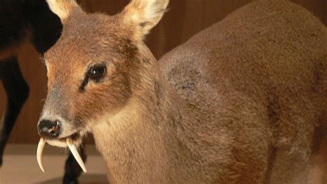 Meet Asias Saber Toothed Deer Mental Floss