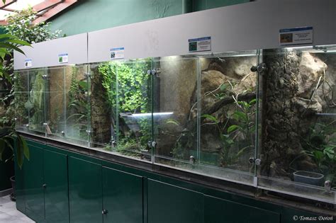 Terrariums For Amphibians Zoochat