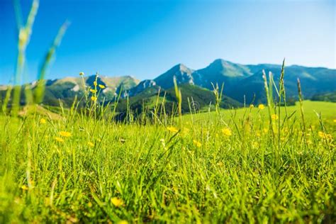Mountains Summer Meadow Stock Image Image Of Mountain 55483169