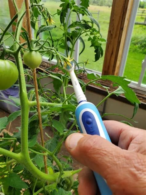 how to tell if tomato flower is pollinated tips and solutions