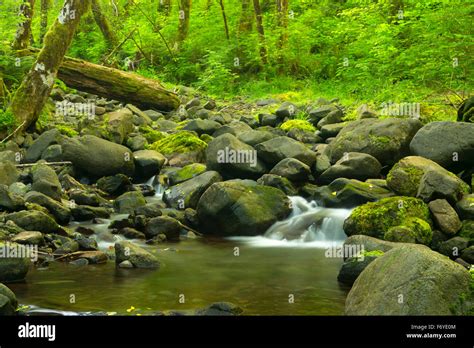 Tillamook State Forest Wilson River Hi Res Stock Photography And Images
