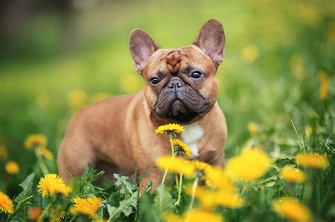 French Bulldog Puppy- How Does Your Puppy Grow? — AskFrenchie.com