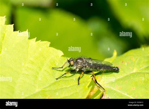 The Gadfly Hi Res Stock Photography And Images Alamy