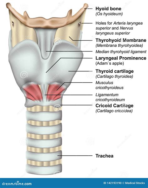 Anatomie De Lillustration Médicale Du Larynx 3d Sur Le Fond Blanc