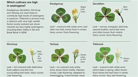 Learn To Identify Clover Varieties And Safeguard Sheep Fertility The