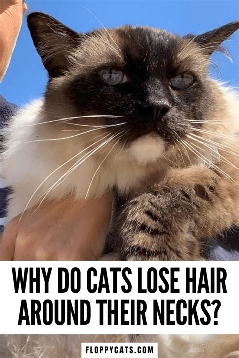 Hair Loss In Cats What Causes Cats To Lose Fur Around Their Necks