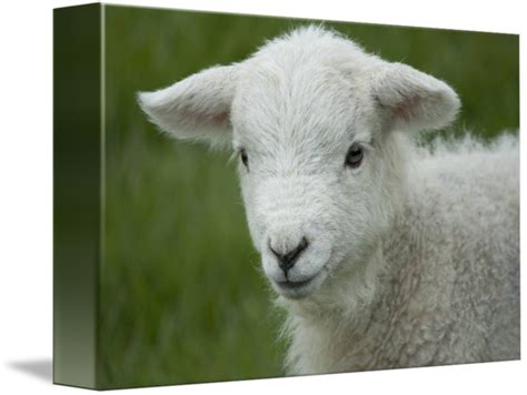 Cute Little Lamb By Rose Bannister Lamb Sheep Art Baby Sheep