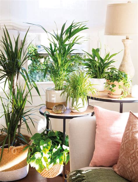 Esta una planta que se puede usar para interiores cuando está en plena floración, es por ello que es. 25 plantas de interior resistentes y fáciles de mantener