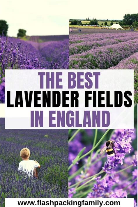 Where To Find The Best Lavender Fields In England