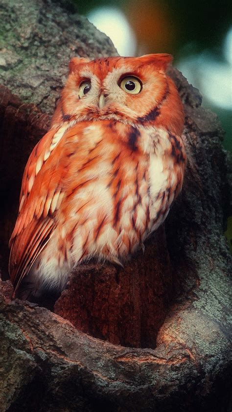 Madagascar Red Owl Cute Animals Birds