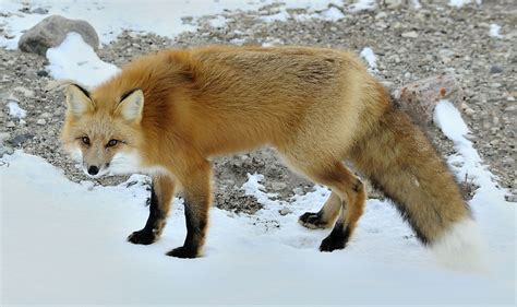 Red Fox Animals Of North America