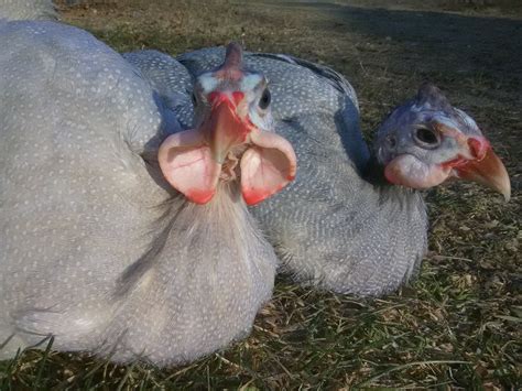 There were two distinct periods in the reproductive cycle: Keeping Guinea Fowl - Essentials You Need to Know - Bird Baron