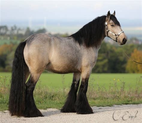 Gypsy vanner horses are one of the most beautiful horses in the world. Pin on Horses - Draft Horses