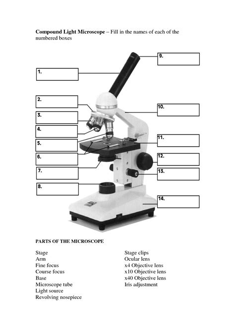 19 Parts Of A Compound Microscope Worksheet