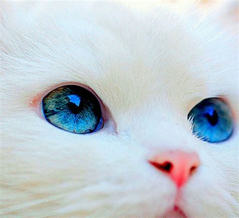 Descubre Y Comparte Las Imágenes Más Hermosas Del Mundo Gatos Bonitos