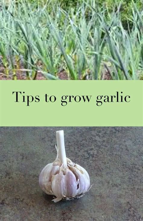 How To Grow Garlic Garlic Growing A Garlic Bulb Growing Garlic