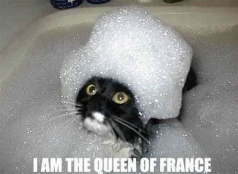 100 Funniest Cat Memes Everbest Life